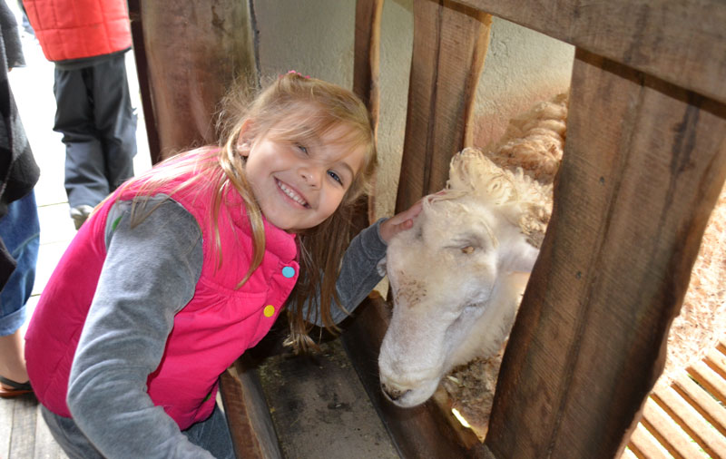 Teresópolis com crianças: Alice agradando ovelhinha