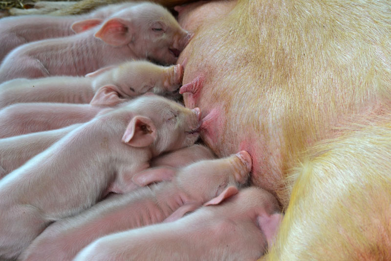 Teresópolis com crianças: porquinhos mamando na mãe