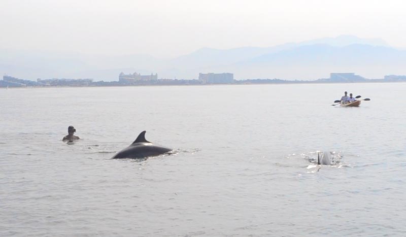 Puerto Vallarta com crianças: golfinhos nadando ao lado do Andre