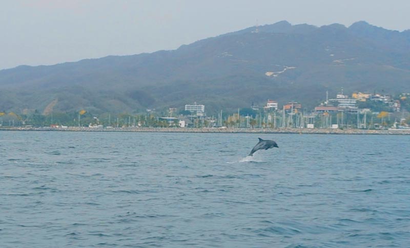 Puerto Vallarta com crianças: golfinhos saltando em alto mar